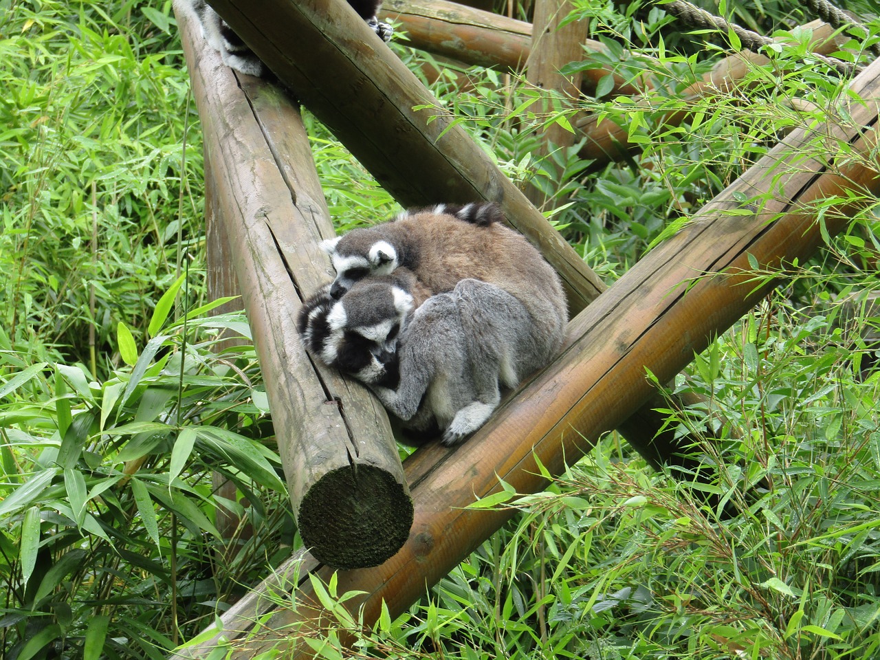 lemurs sleepy cosy free photo