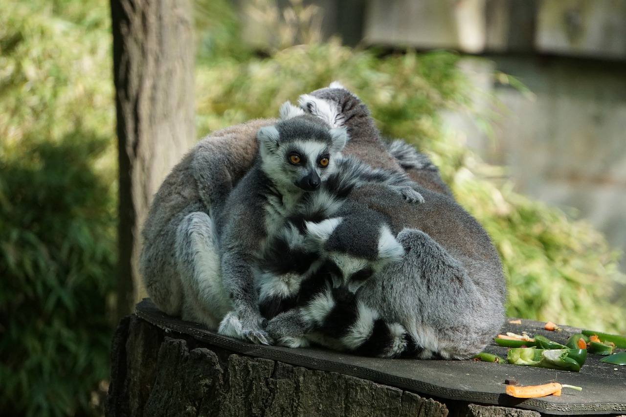 lemurs  animals  nature free photo