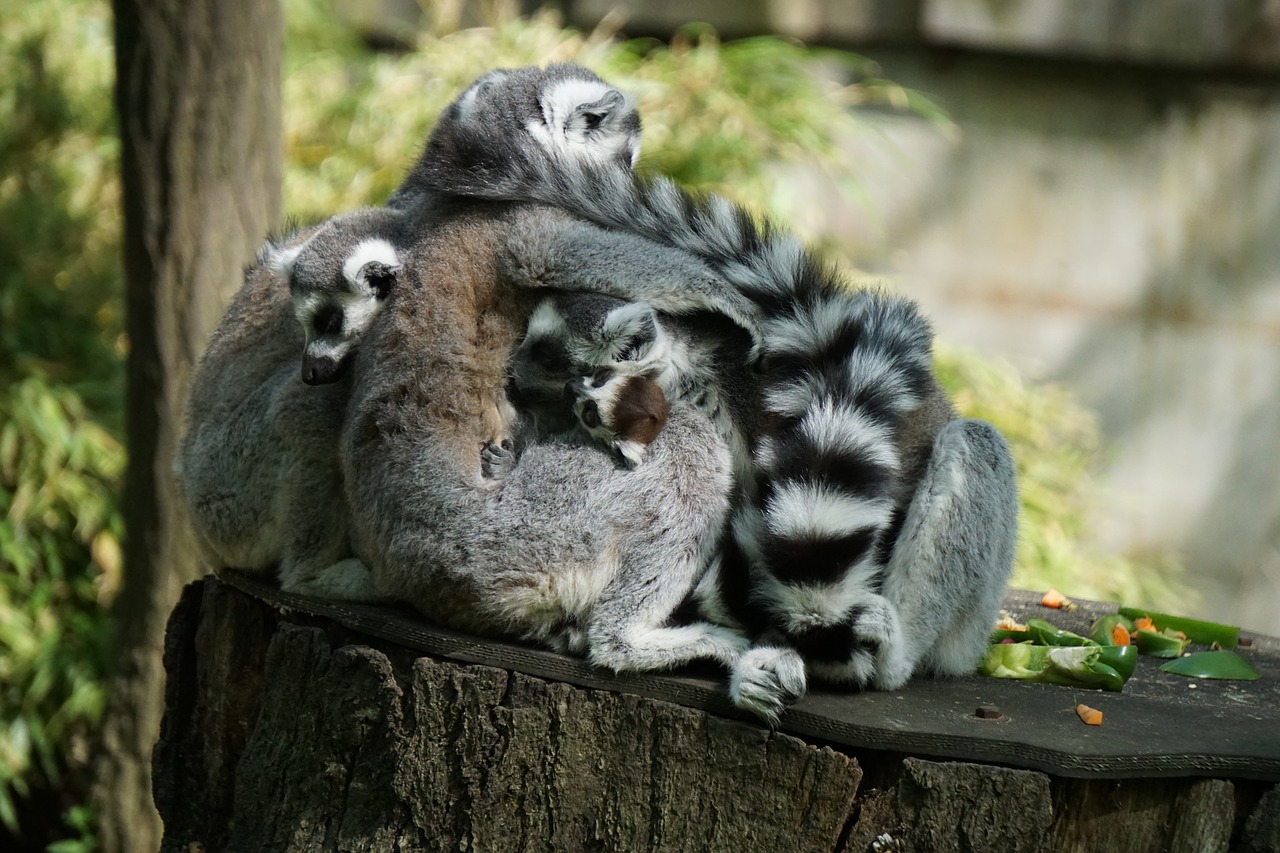 lemurs  fur  lemur free photo