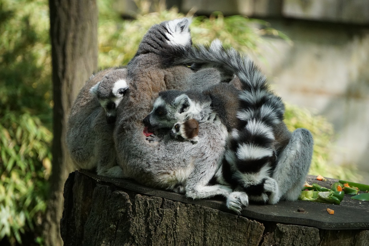 lemurs  fur  lemur free photo
