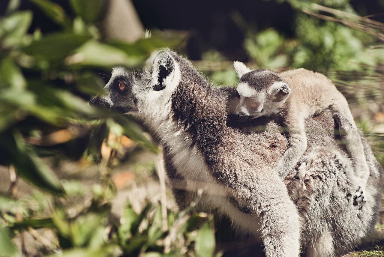 lemurs  animal  monkey free photo