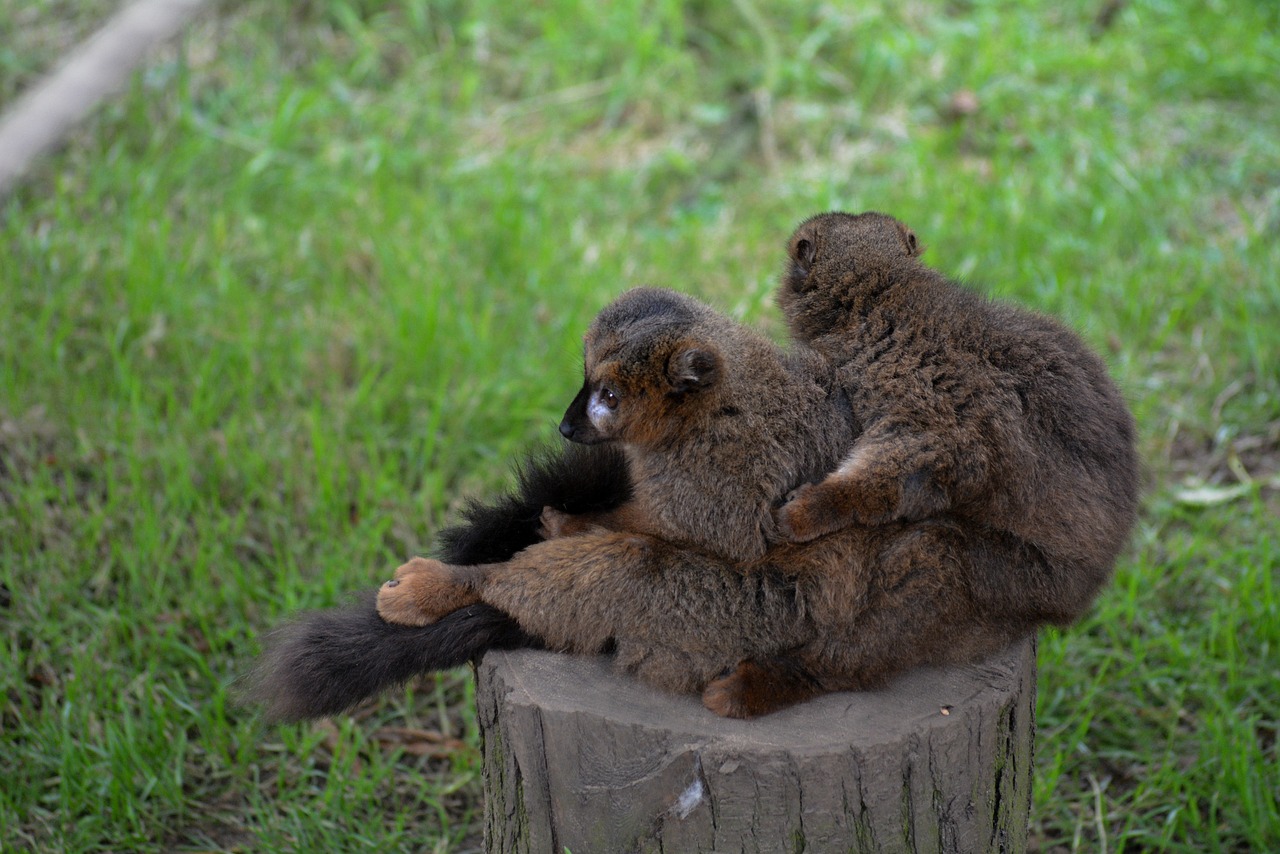 lemurs  hug  hugging free photo