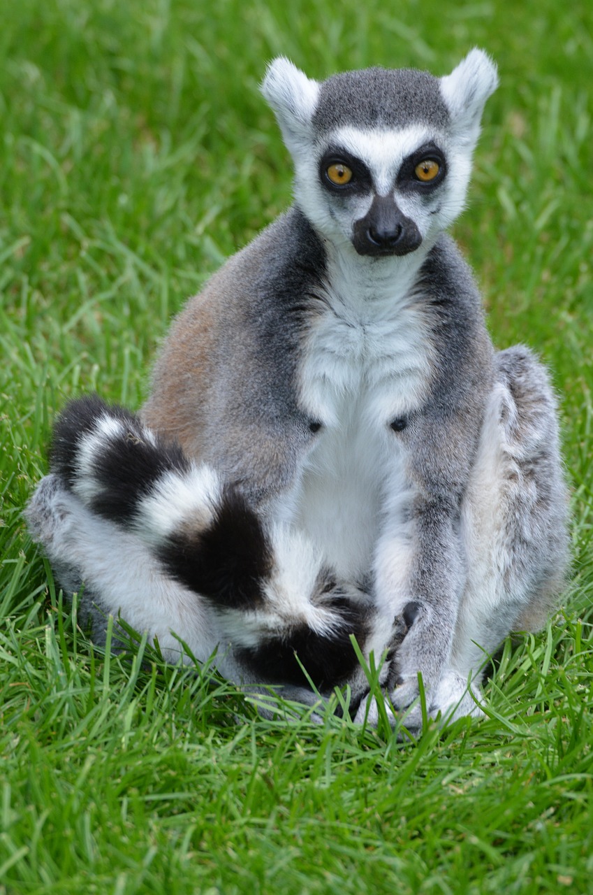 lemurs lemur animal free photo