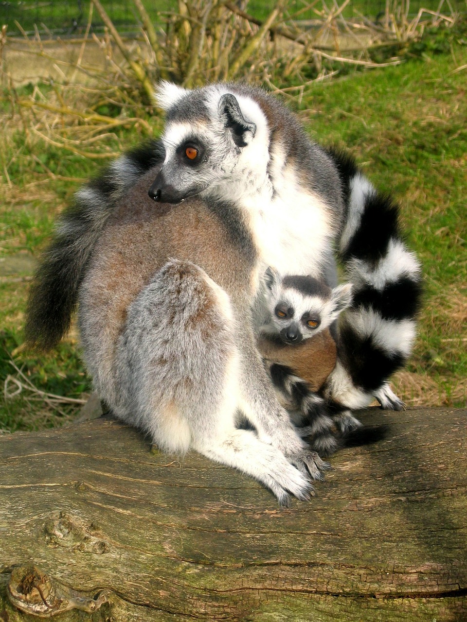lemurs ring-tailed animals free photo
