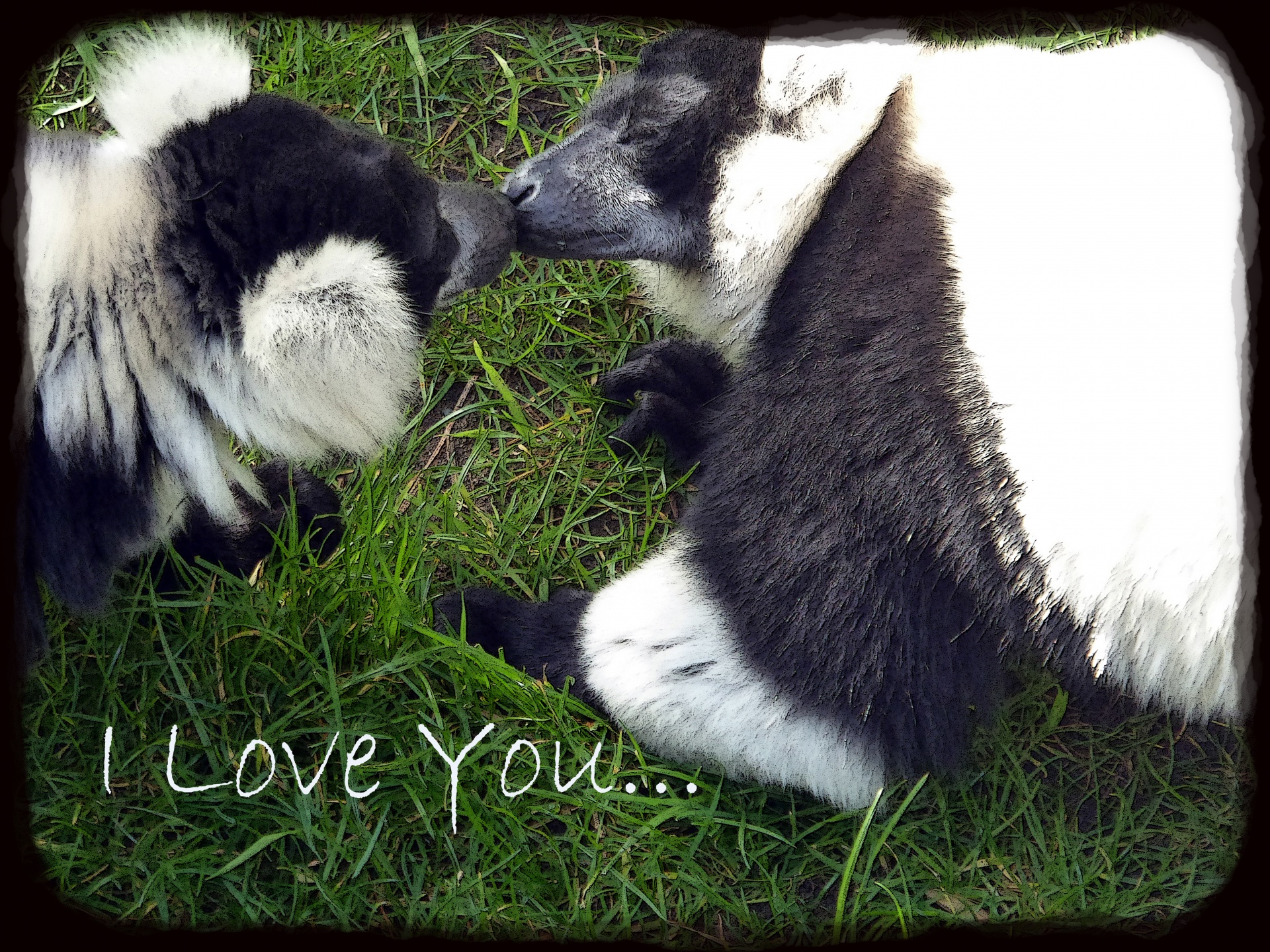 lemur love valentine's day free photo
