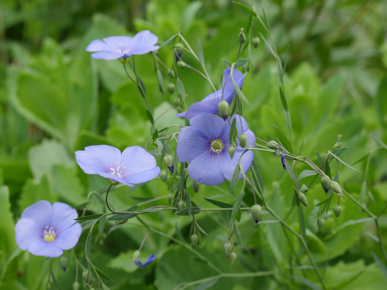 len flowering flax blue flowers free photo