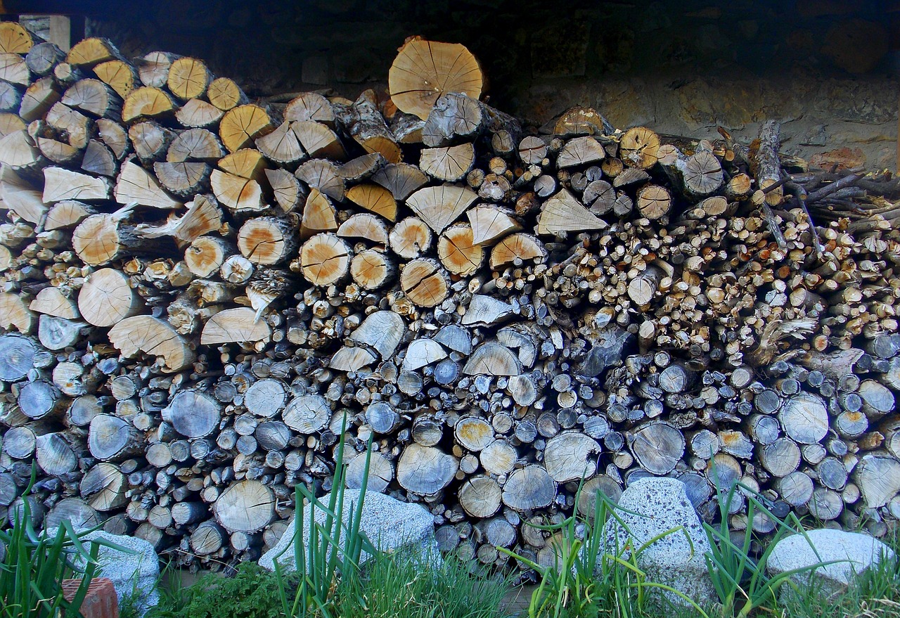 lena wood trunks free photo
