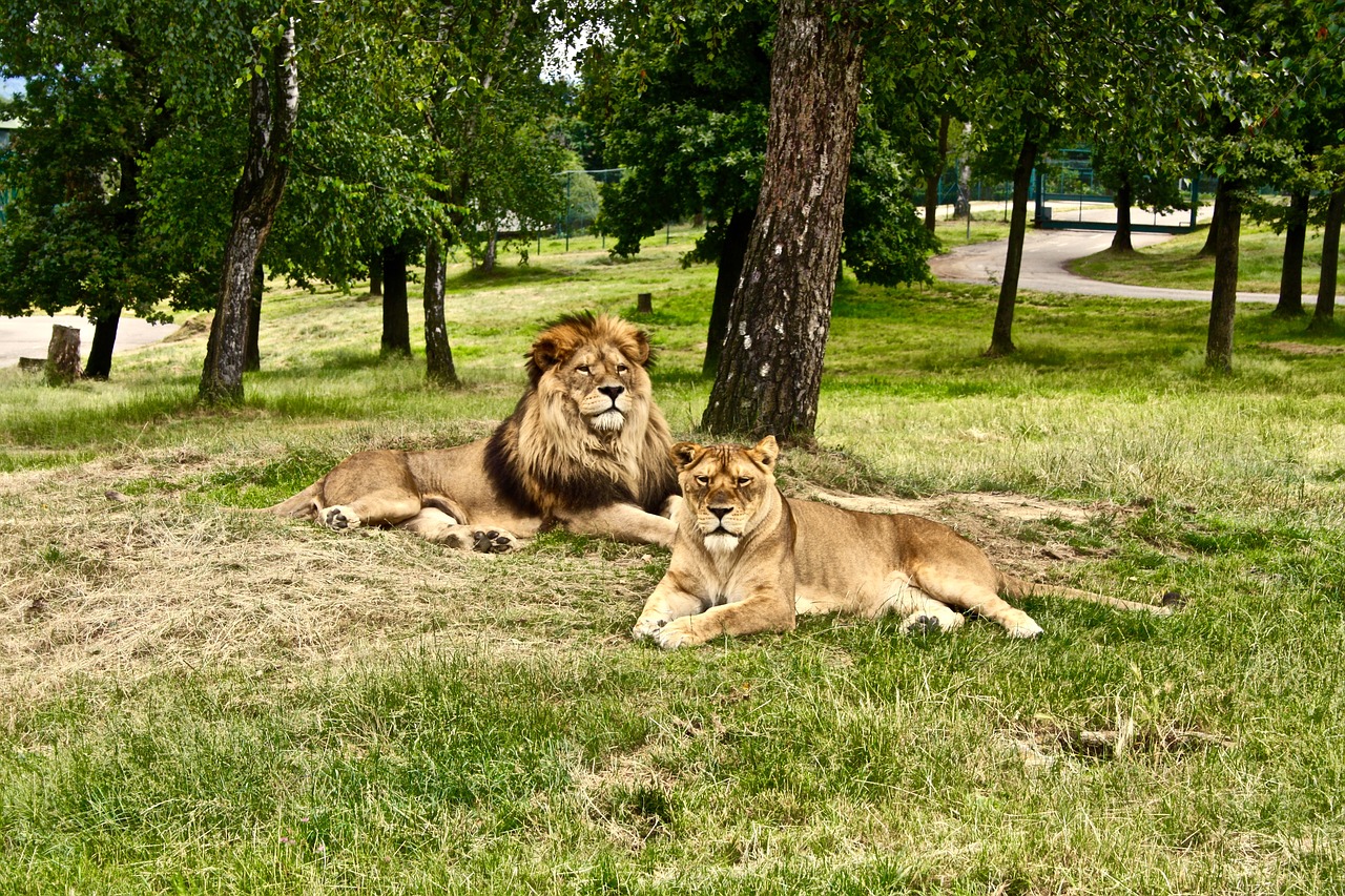 leo lioness africa free photo