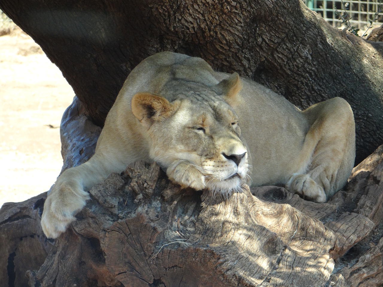 leo lioness safari free photo
