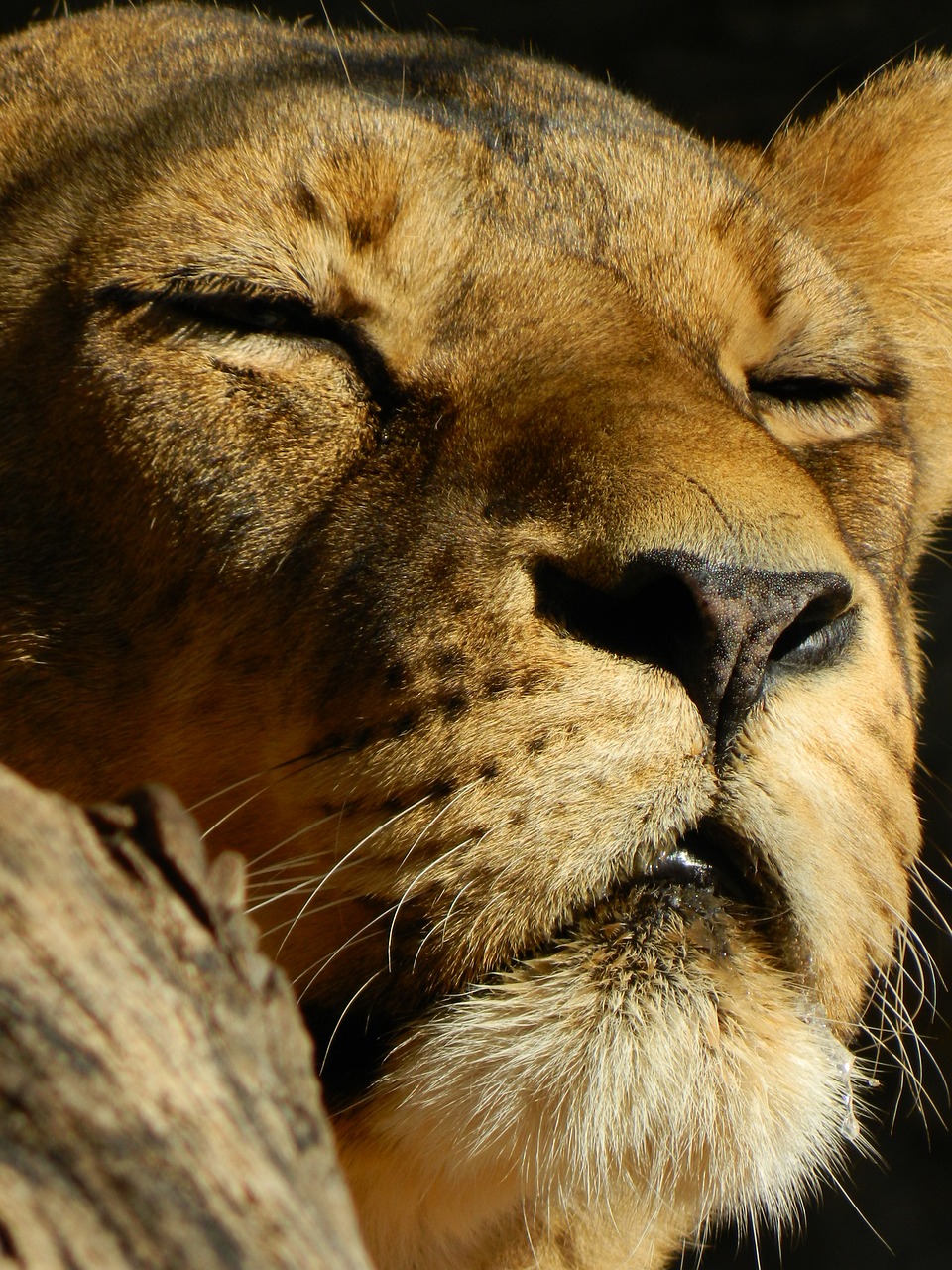 leo sleeping lioness beasts free photo