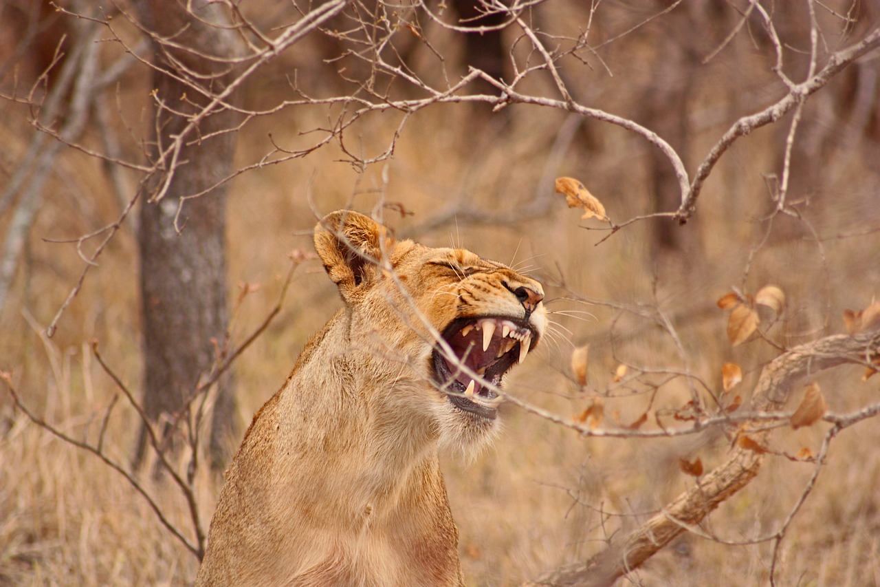 leo lioness safari free photo