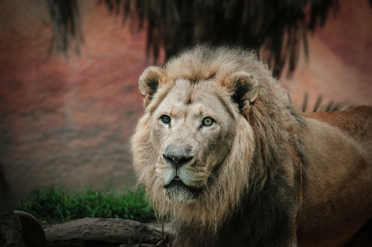leo  lion  king free photo