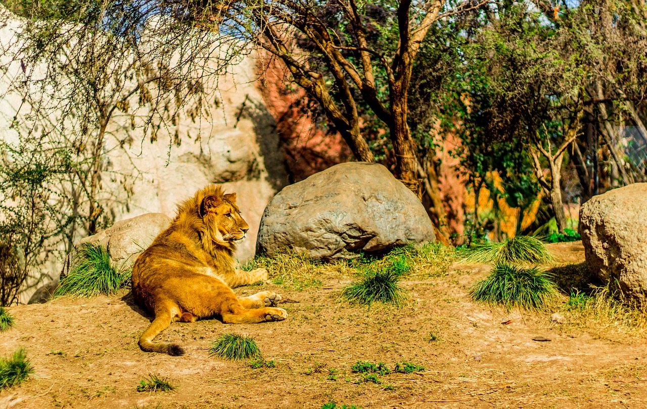 leon  predator  wild free photo