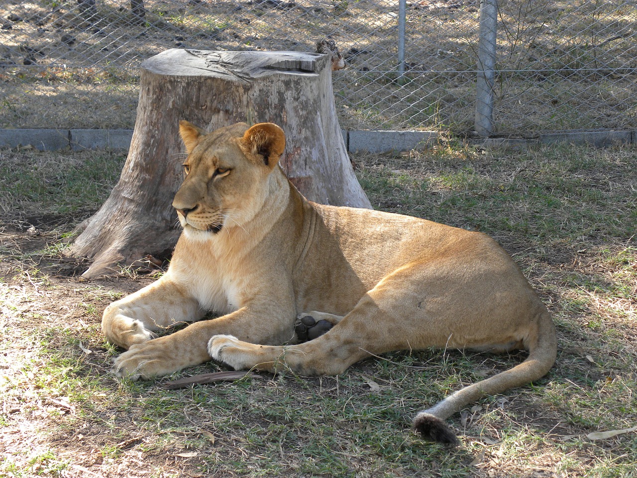 leone female book in mauritius free photo