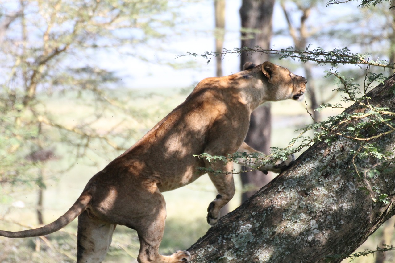 leone africa fauna free photo