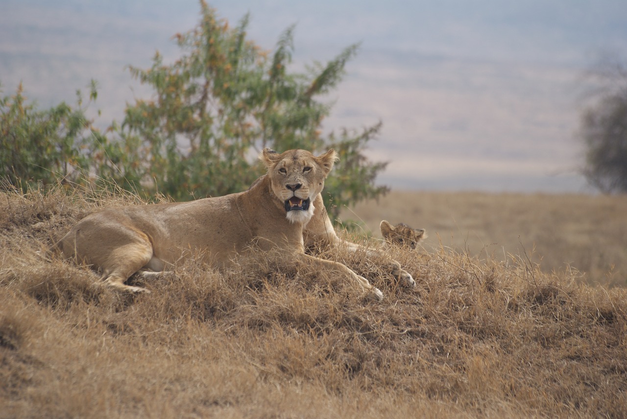 leone ngorongoro safari free photo