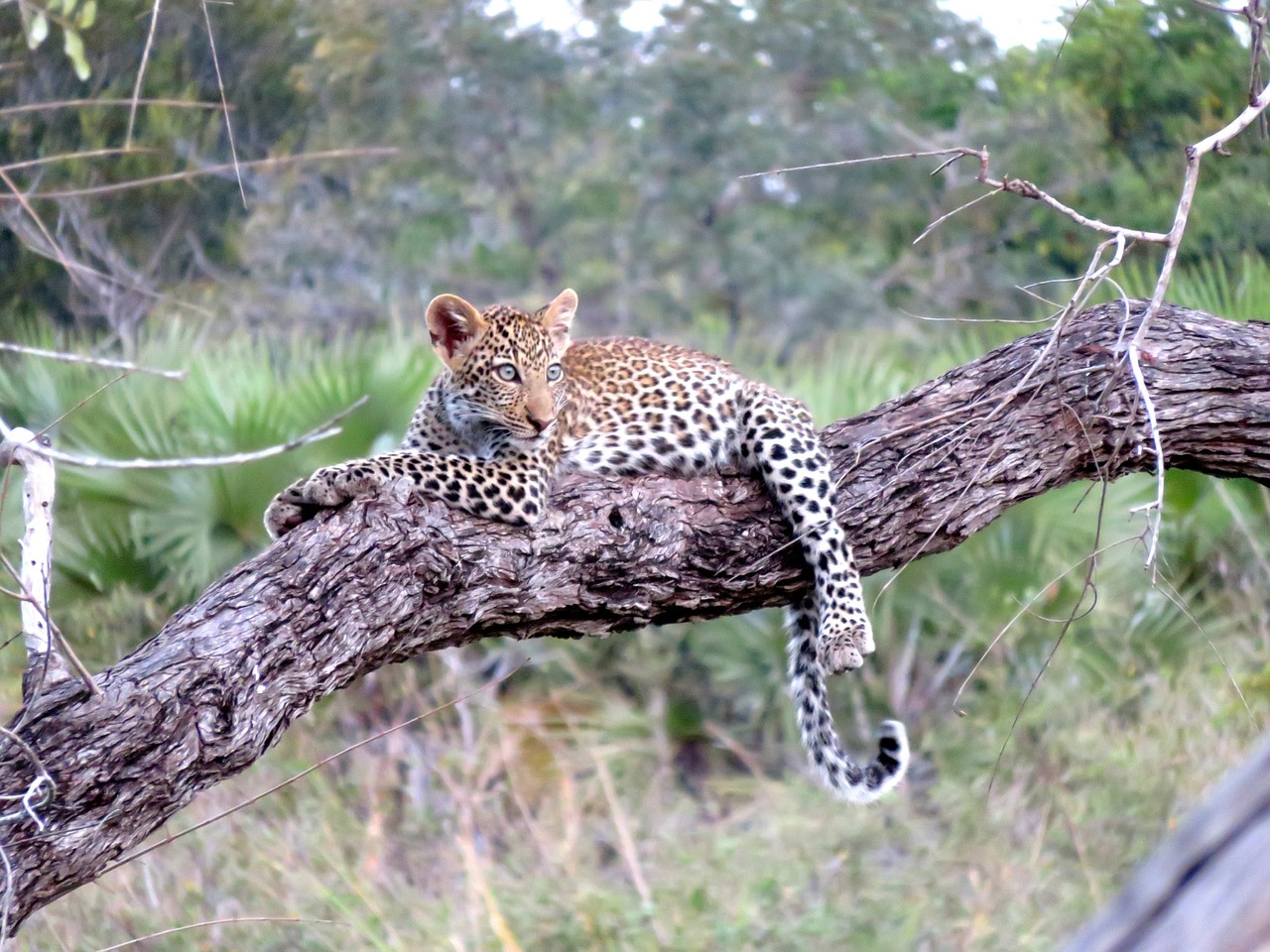 leopard africa animal free photo