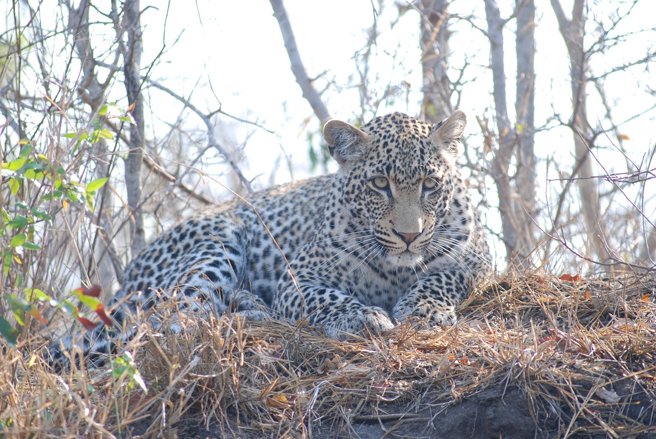 leopard africa animal free photo