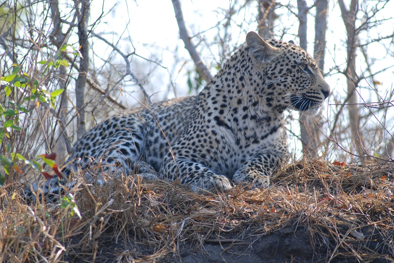 leopard cat wild free photo