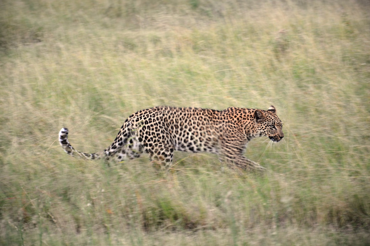 leopard grass africa free photo