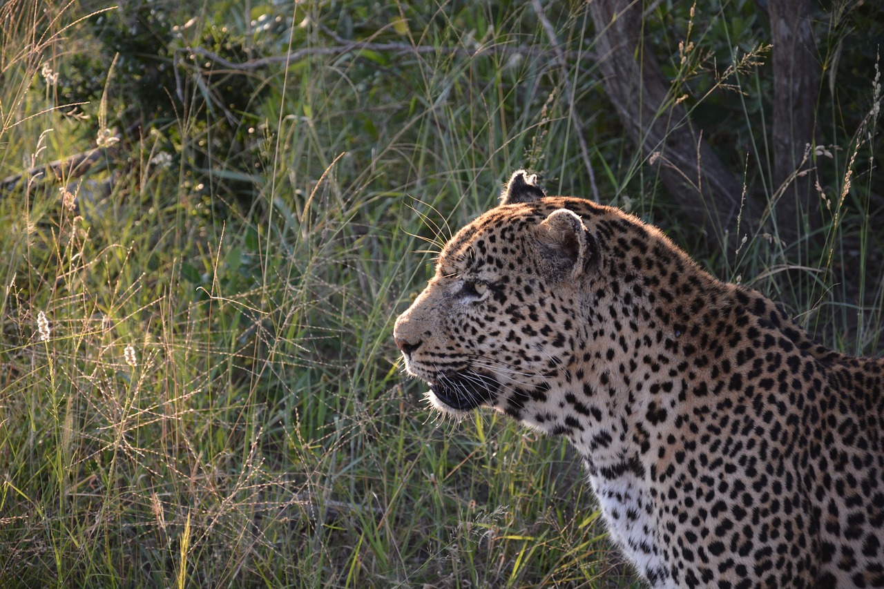 leopard abendstimmung cat free photo