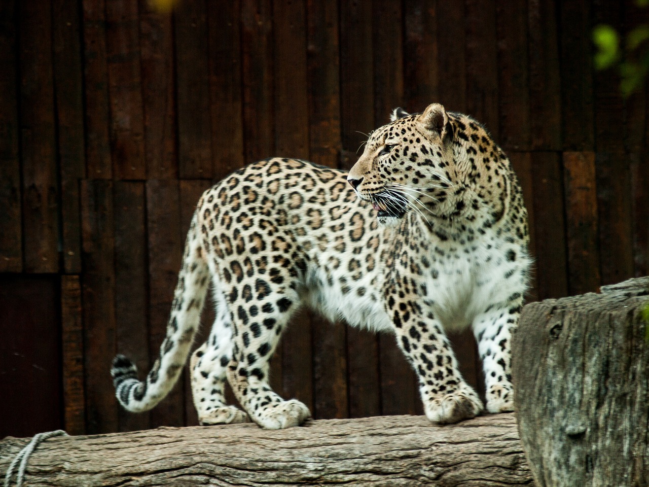 leopard fauna feline free photo