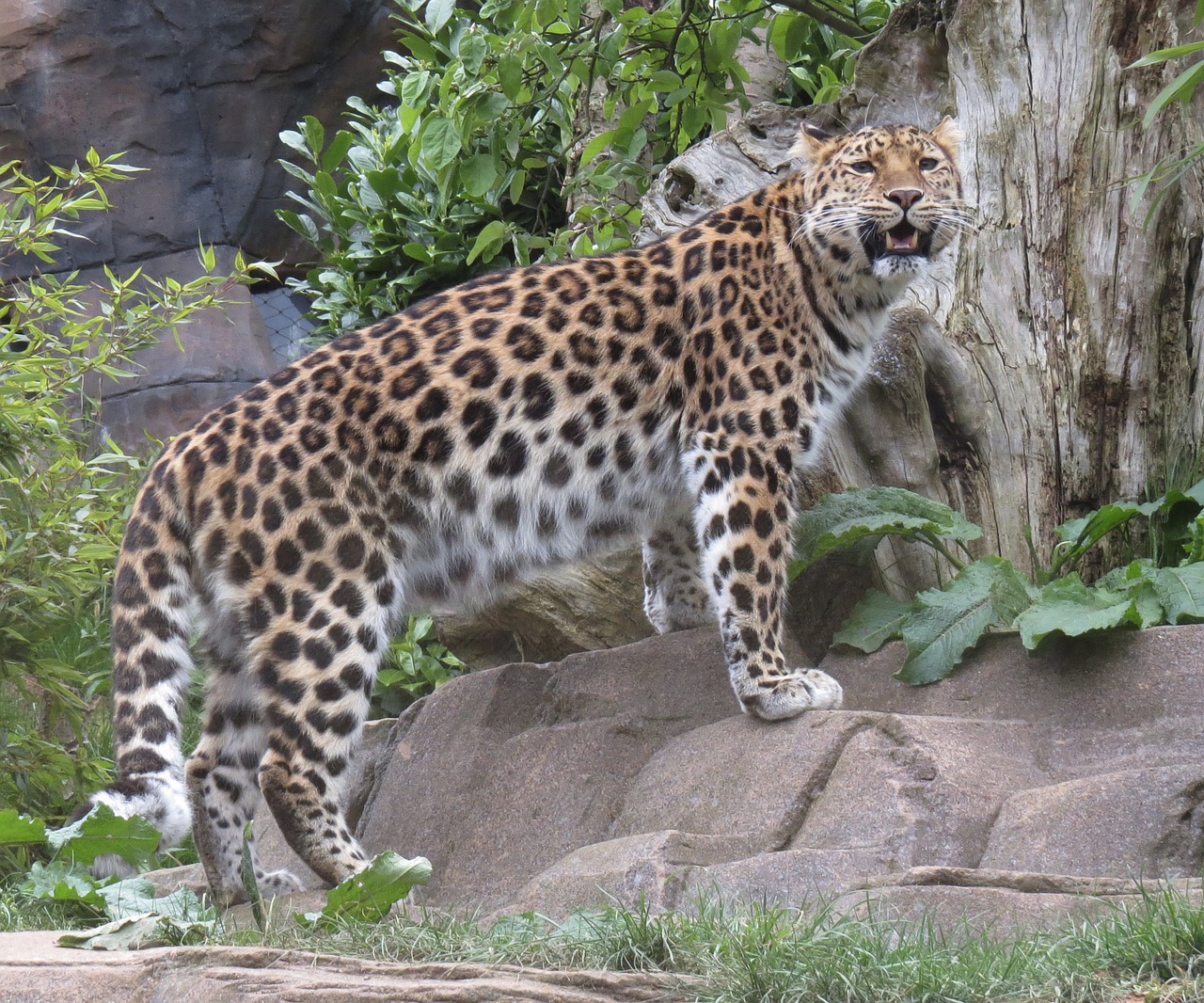 leopard cat wild free photo