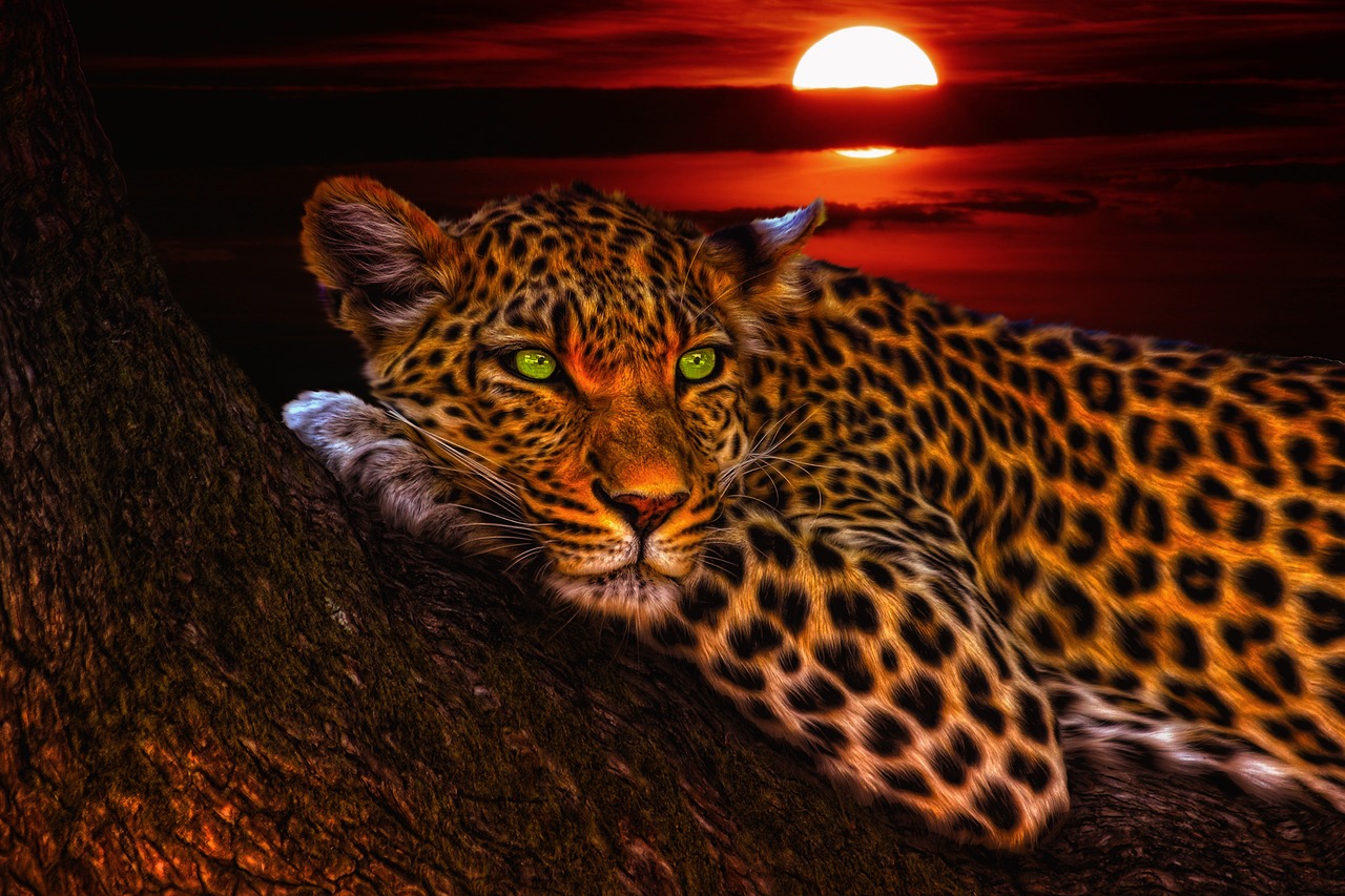 leopard cats animal free photo