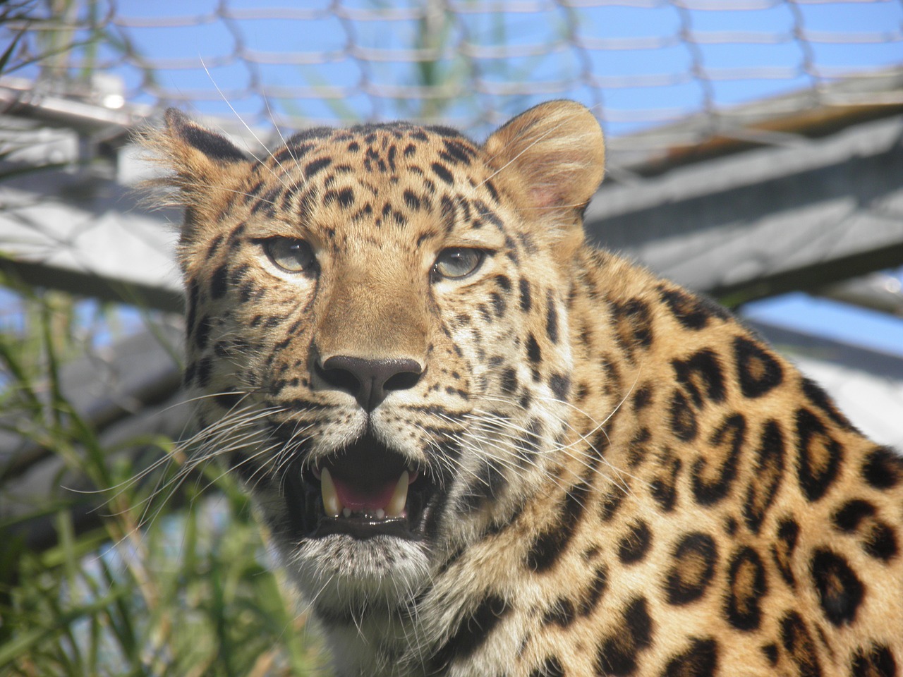 leopard panther zoo free photo