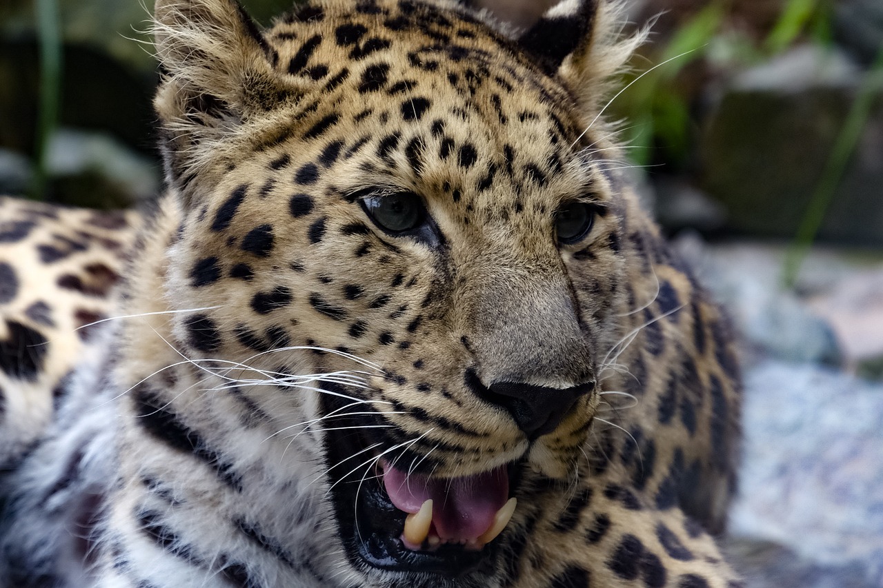 leopard colors nature free photo