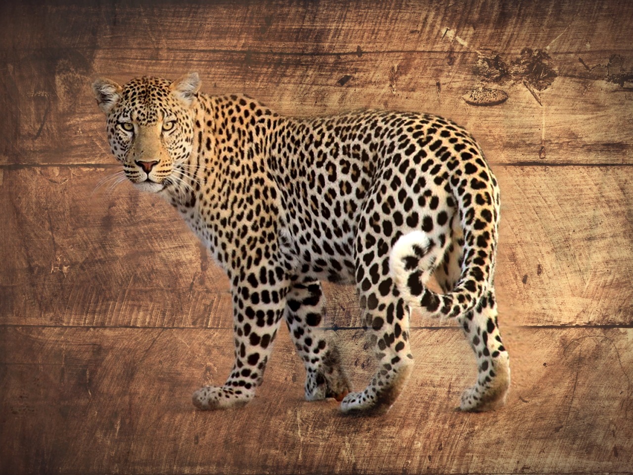 leopard wood africa free photo