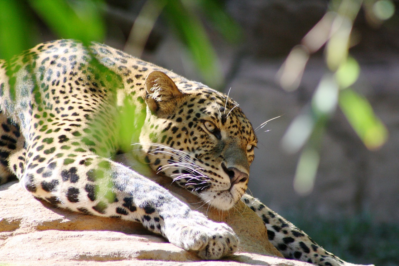 leopard feline nature free photo
