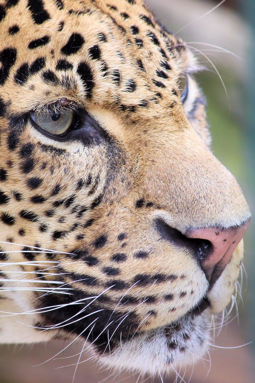 leopard predator zoo free photo