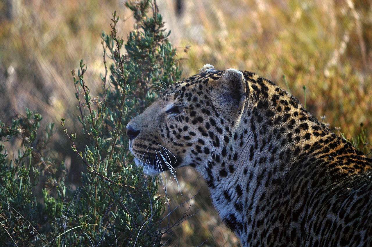 leopard profile karoo free photo