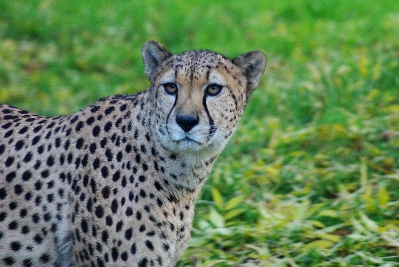 leopard cat animal free photo