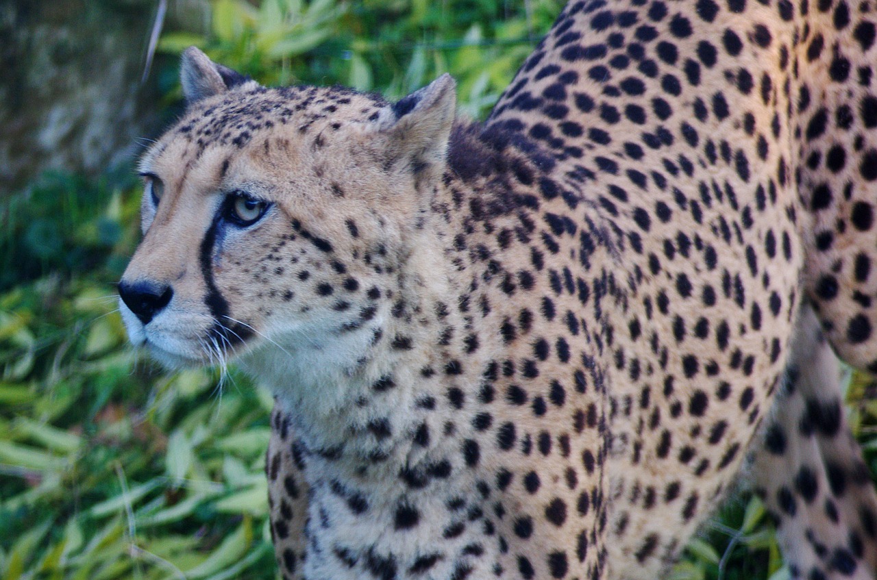 leopard cat animal free photo