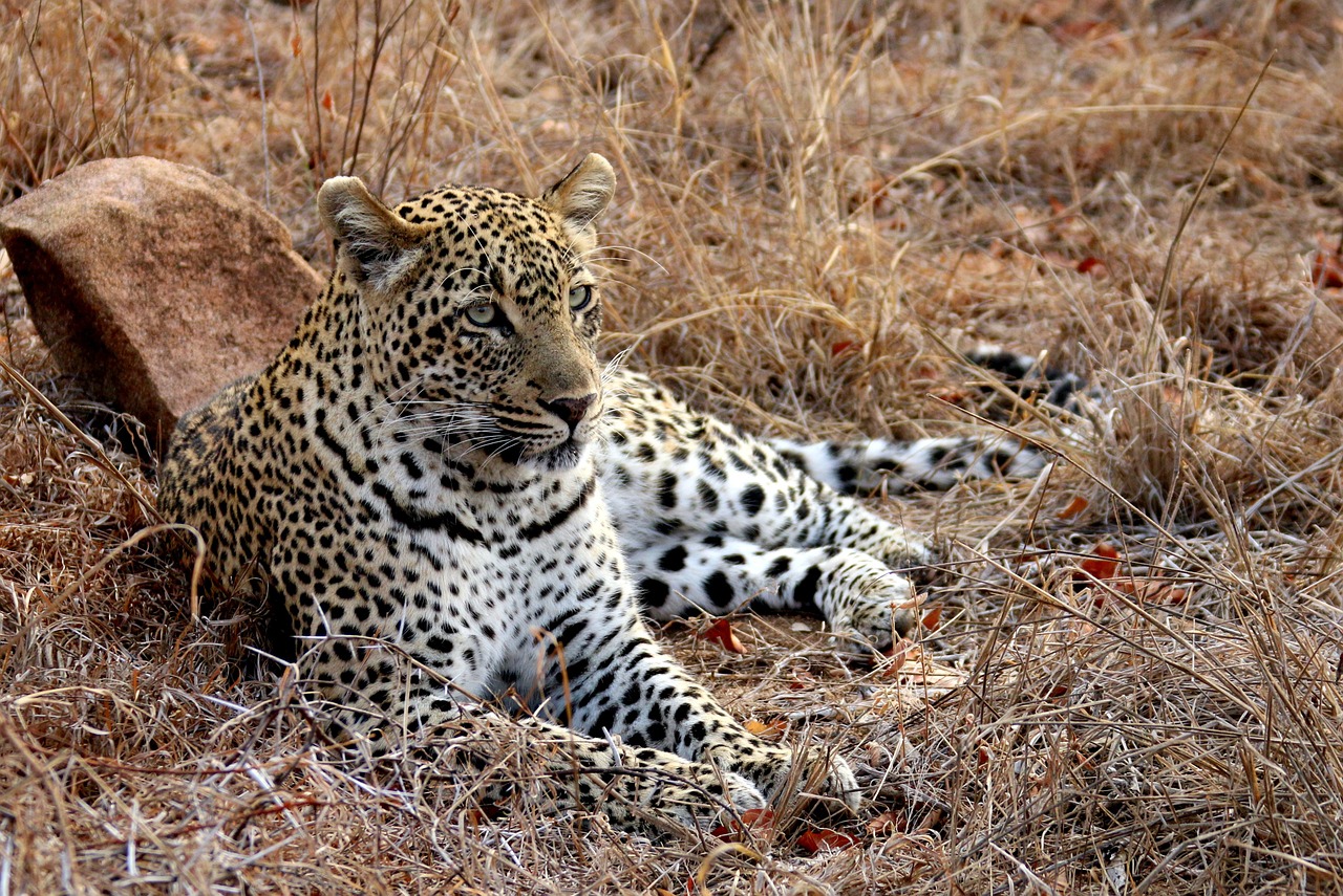 leopard africa kruger free photo