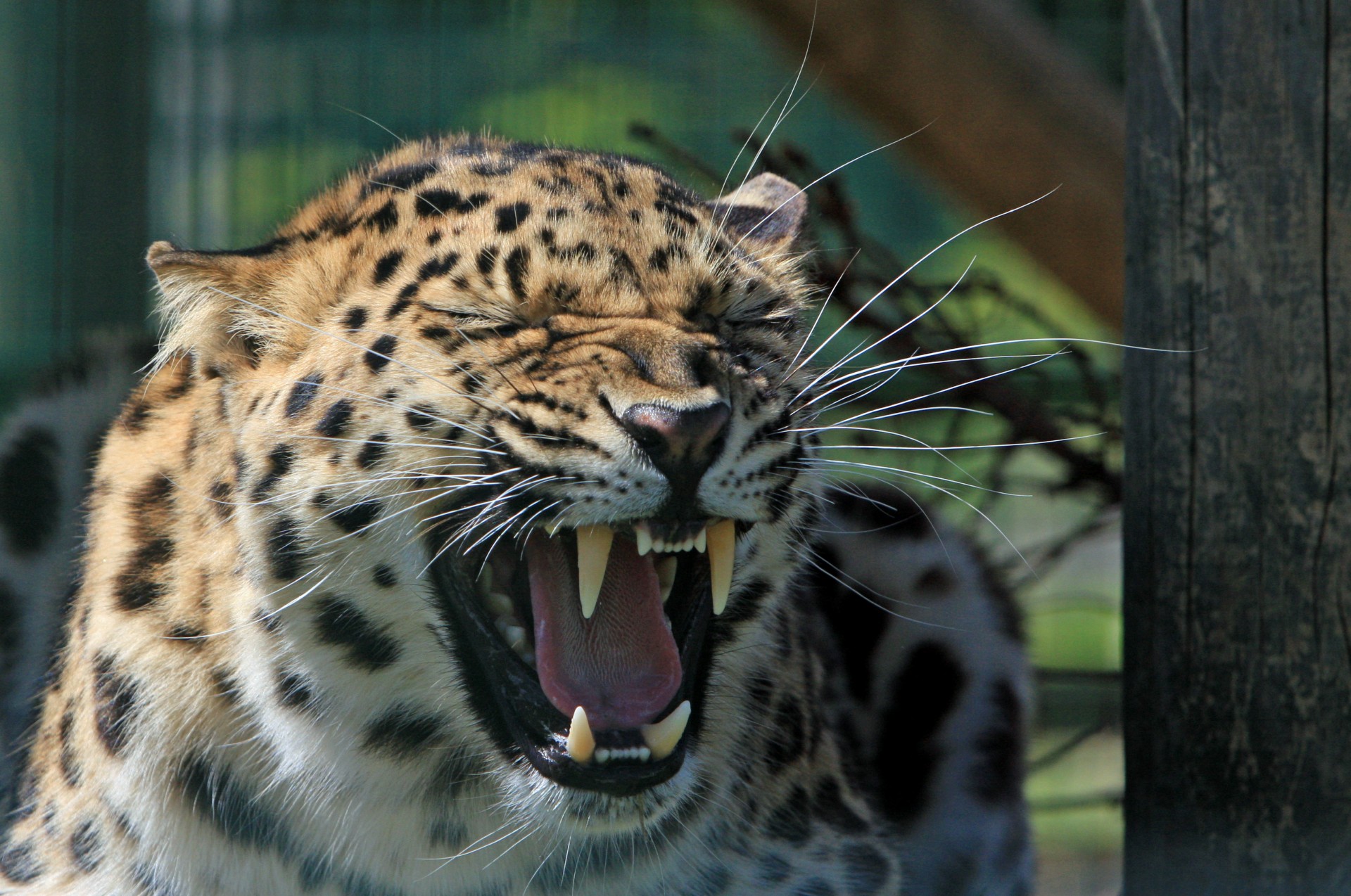 leopard cat animal free photo