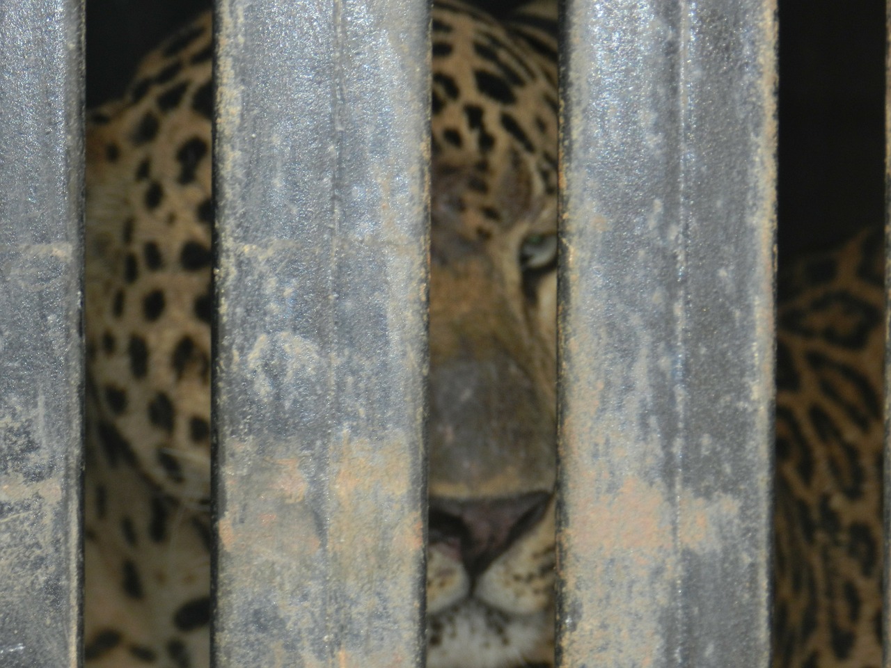 leopard caged animal free photo