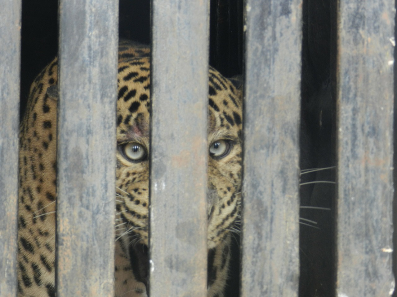 leopard caged leopard zoo free photo
