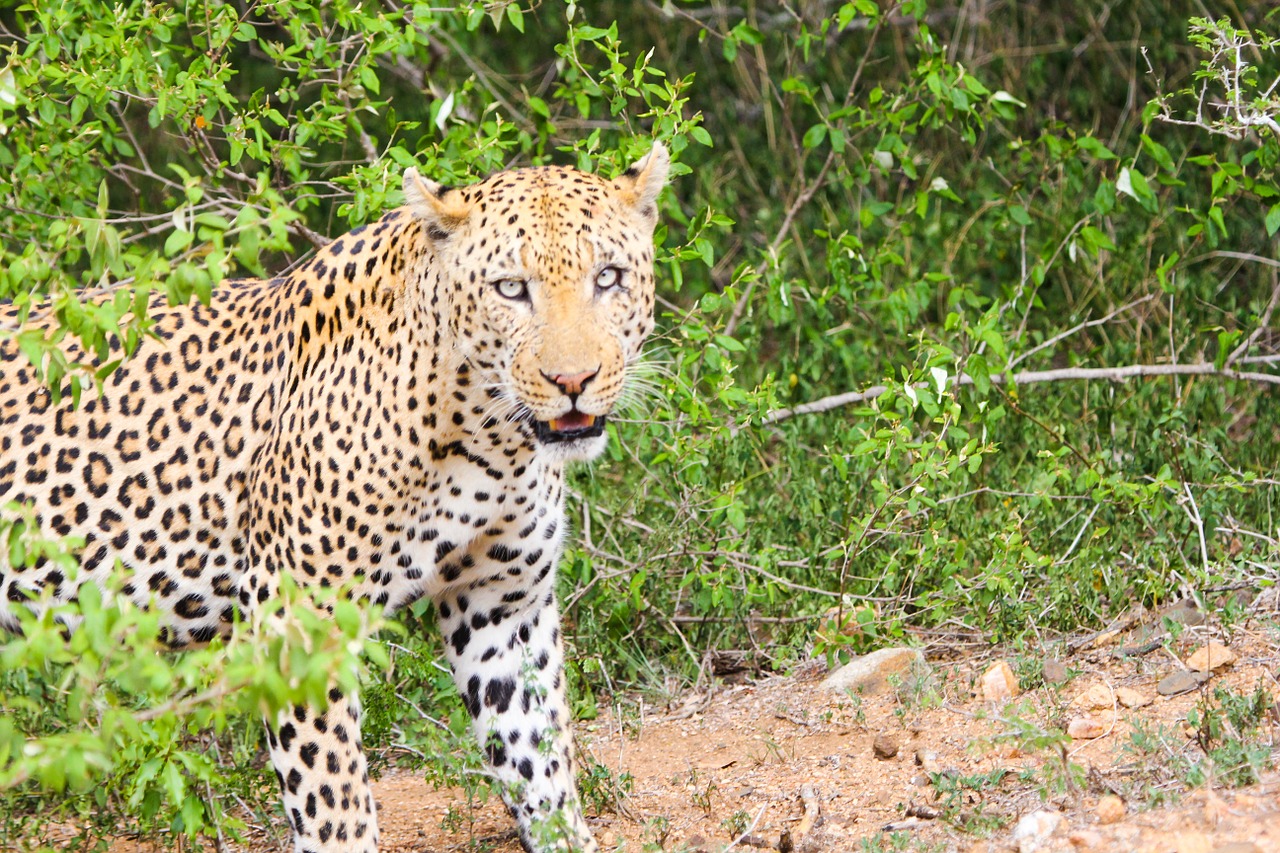 leopard animal cheetah free photo