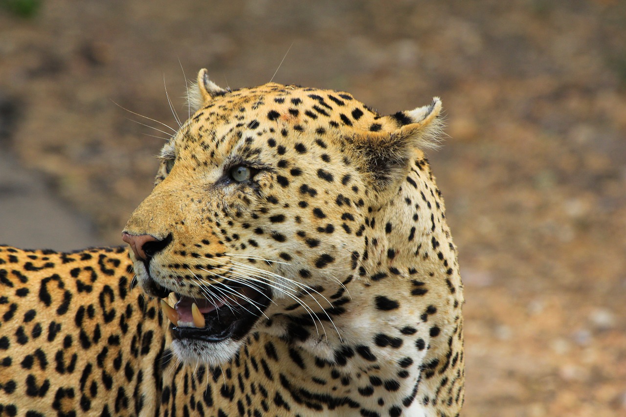 leopard south africa safari free photo