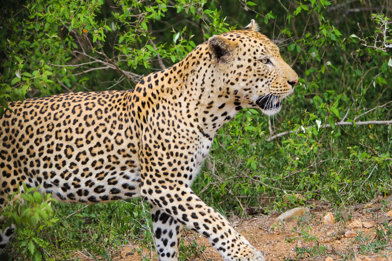 leopard wild animals nature free photo