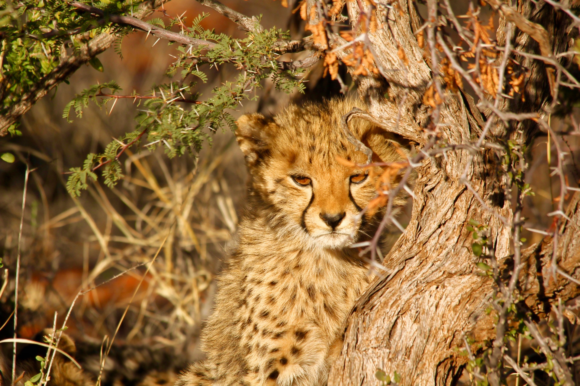 leopard spots cub free photo
