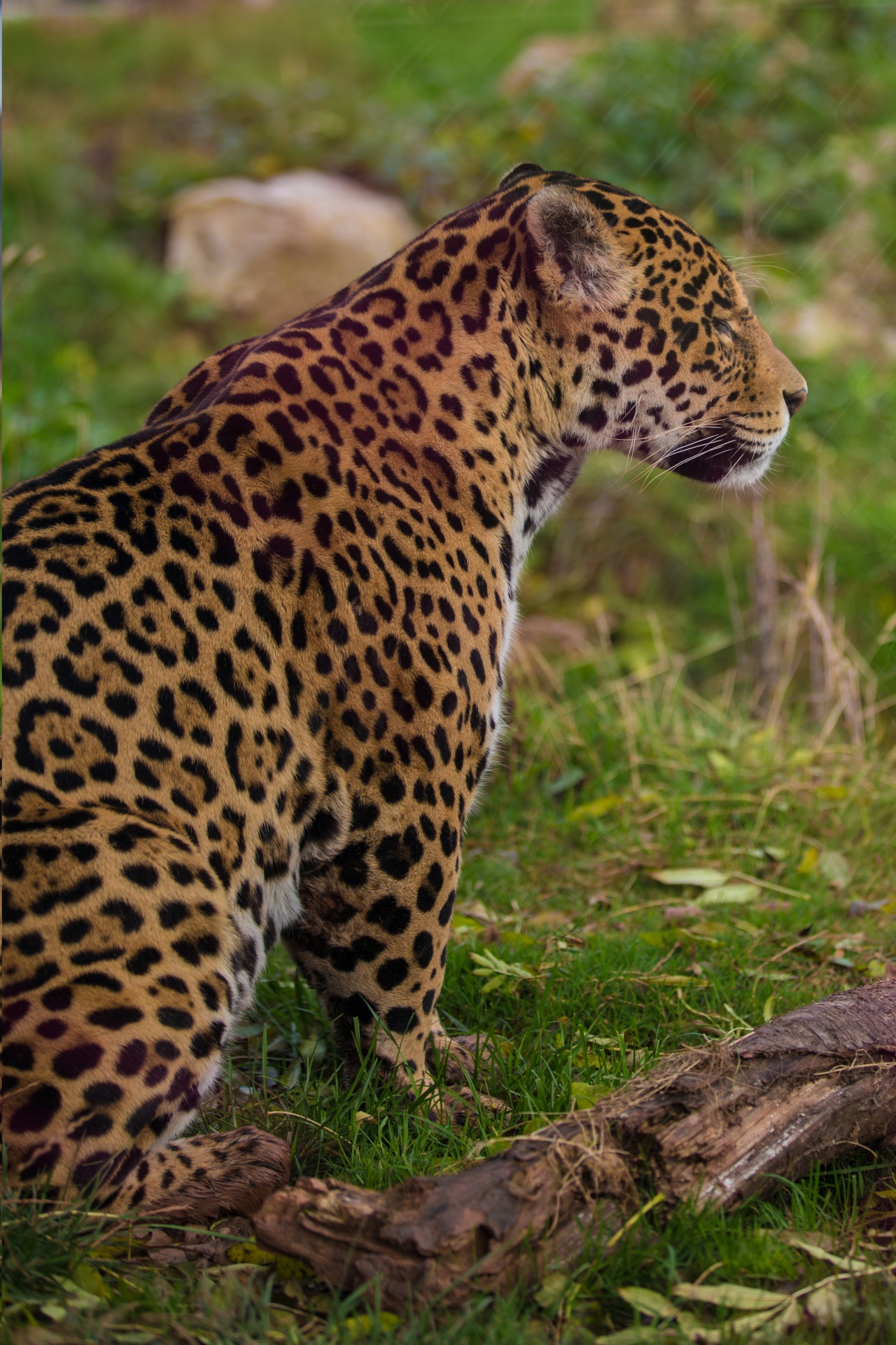 jaguar animal leopard free photo