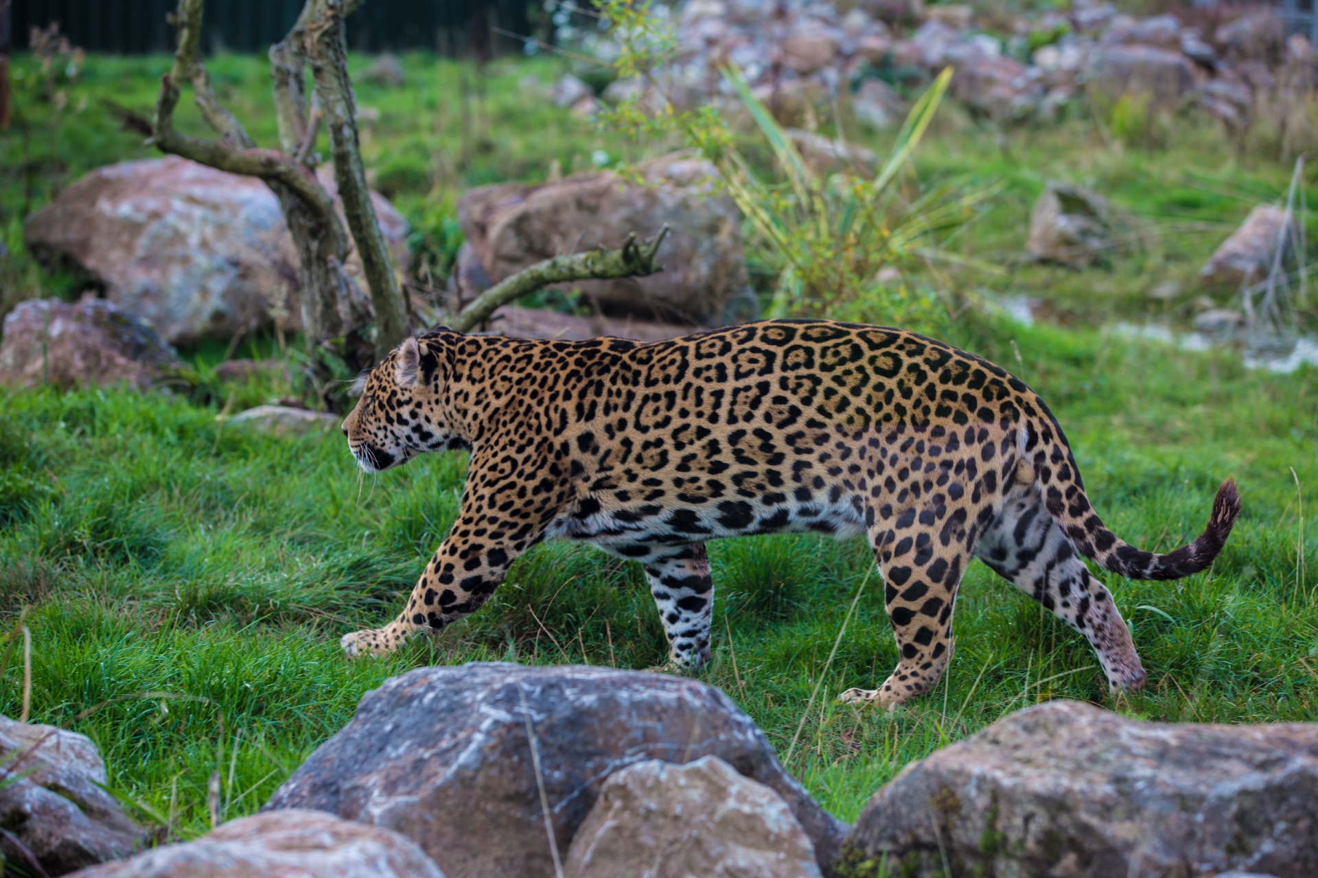 jaguar animal leopard free photo