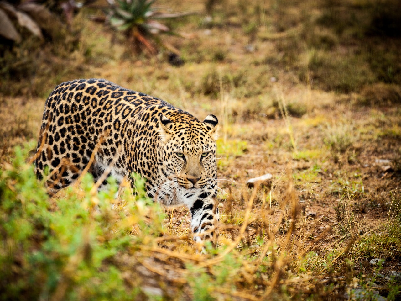 leopard savannah wild animals free photo