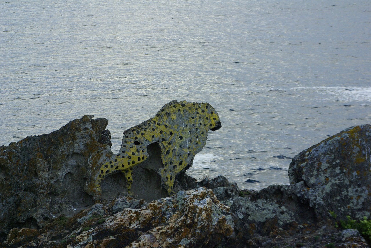 leopard galicia sea free photo