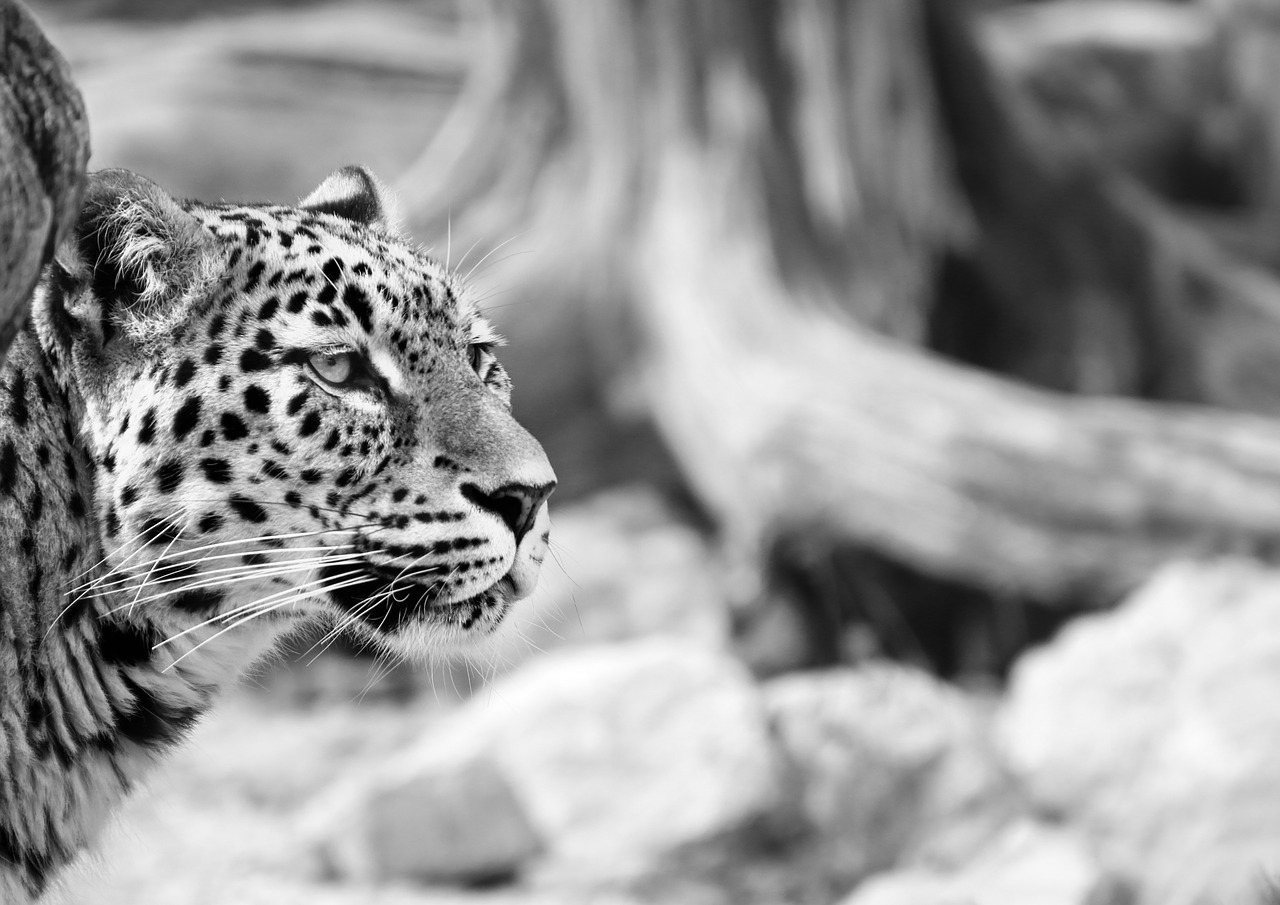 leopard persian leopard black and white free photo