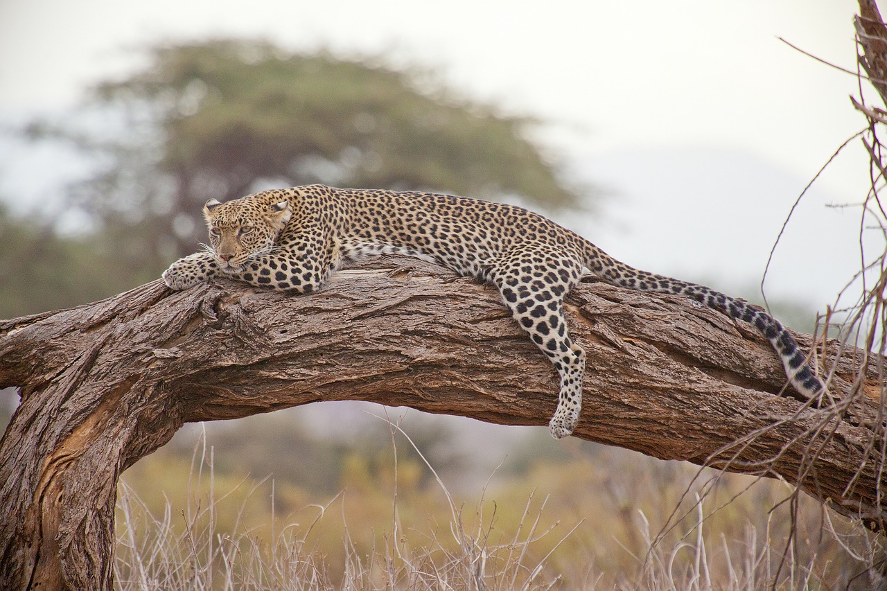 leopard safari africa free photo